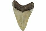 Serrated, Fossil Megalodon Tooth - North Carolina #236749-2